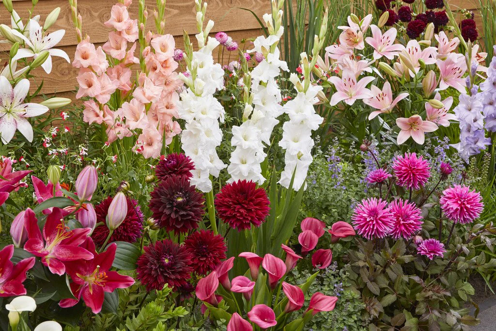 30 glaieuls en mélange - Image 2