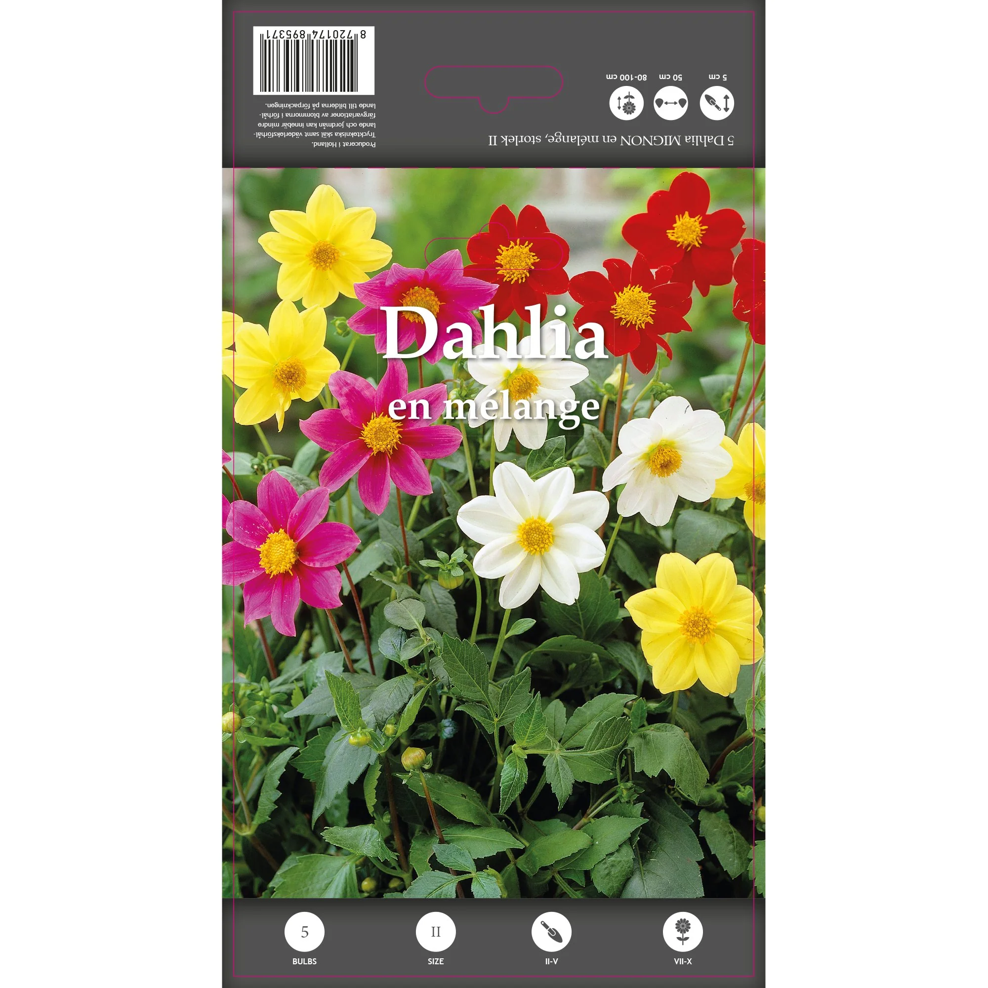 5 Dahlias mignons en mélange